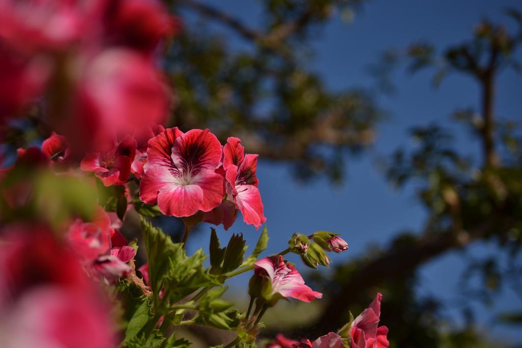 Schicciolina Villa Stromboli Dış mekan fotoğraf